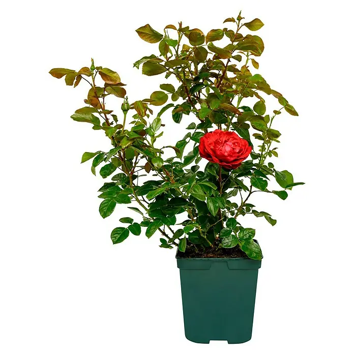 Edelrose 'Tiamo' - Rosa 'Tiamo' ®, Rot - Üppige rote Rose in einem grünen Topf, perfekt für Balkon oder Garten, bringt Farbe und Freude.
