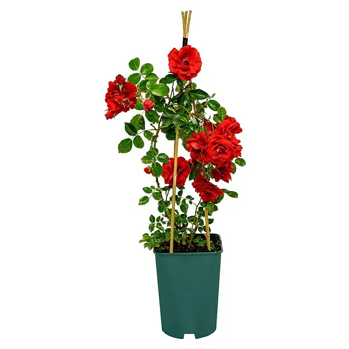 Kletterrose - Rosa 'Amadeus' -R-, Rot - Ein Topf mit einer Kletterrose. Diese hat rote Rosen, die sich am Spalier emporranken und mit grünen Blättern bedeckt sind.