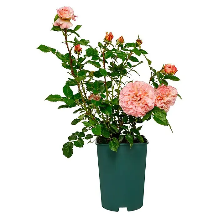 Edelrose - Rosa 'Augusta Luise' ®, Champagner-Rosé - Eine Topfrose mit üppigen rosa Blüten und grünen Blättern, ideal für Garten und Balkon. Ein echter Hingucker!