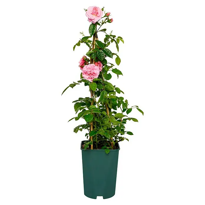 Kletterrose - Rosa 'Camelot' -R- ADR, Rosa - Nahaufnahme einer Topfrose mit rosa Blüten und grünen Blättern, die an einem Spalier befestigt ist und in einem grünen Topf steht.