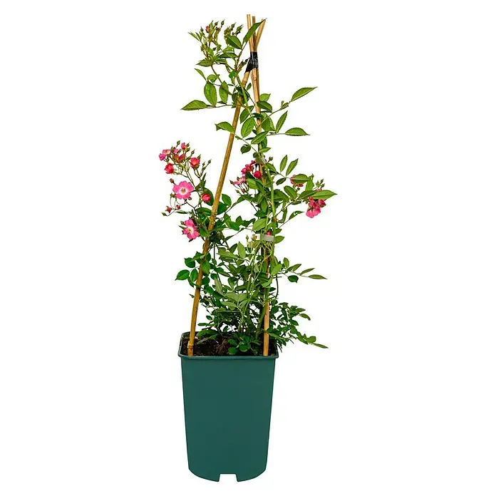 Strauchrose - Rosa 'Mozart', Topfvolumen: 5,5 l, Rosarot - Eine Topfrose klettert an einem Bambusstab hoch. Die Pflanze ist mit rosa Blüten und grünen Blättern geschmückt und steht in einem grünen Topf.