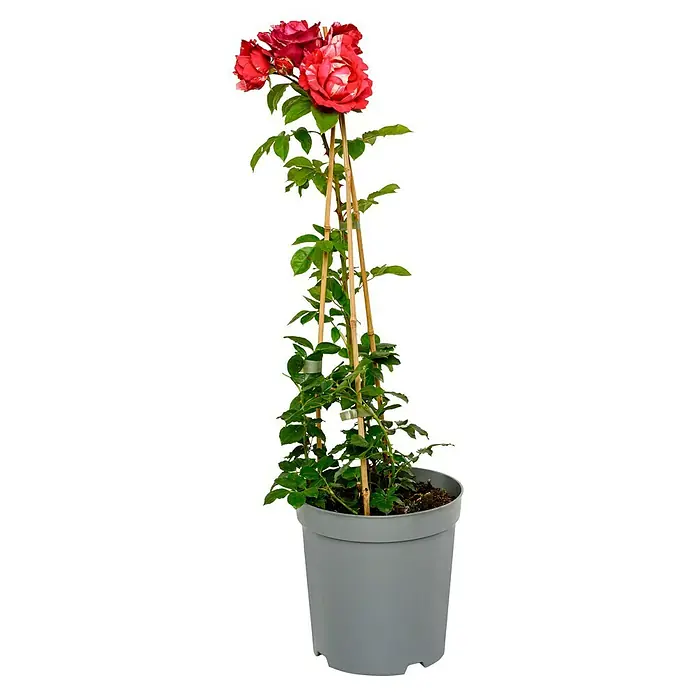 Edelrose - Rosa 'Henri Matisse', Rot/Weiß - Eine Topfrose mit rot-weiß gestreiften Blüten, die an einem Bambusgerüst hochwächst, präsentiert sich auf einem schwarzen Hintergrund.