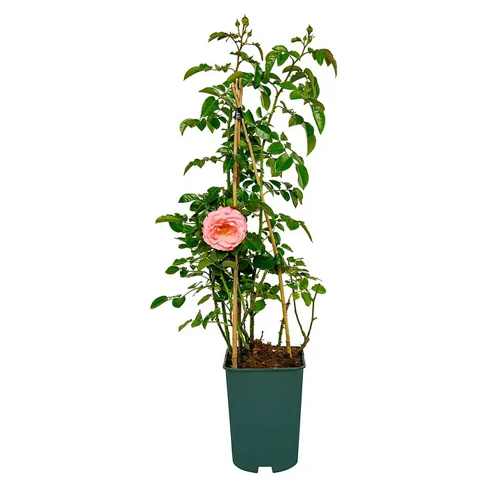 Kletterrose - Rosa 'Rosanna' -R-, Lachsrosa - Attraktive Rose im Topf mit einem pinkfarbenen Blüte und grünen Blättern, ideal für jeden Garten oder Balkon.