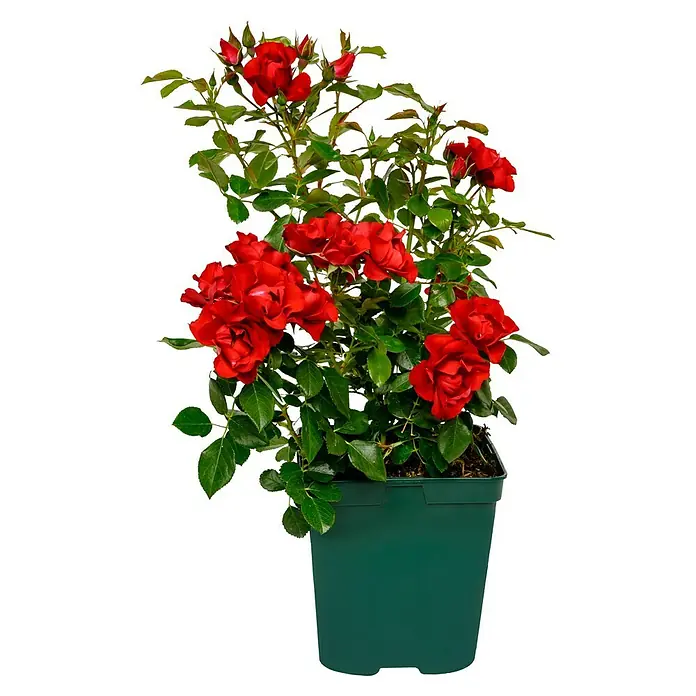 Beetrose - Rosa 'Black Forest Rose' ®, Rot - Üppige rote Rosenpflanze in einem grünen Topf, ideal für Garten oder Balkon, bringt lebendige Farbe in jeden Raum.