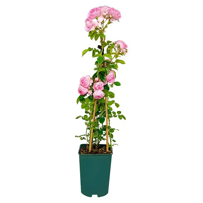 Kletterrose - Rosa 'Jasmina' -R- ADR, Violett-Rosa - Eine charmante Topfrose mit zarten rosa Blüten, die an zwei Bambusstäben emporwächst, perfekt für Balkon oder Terrasse.