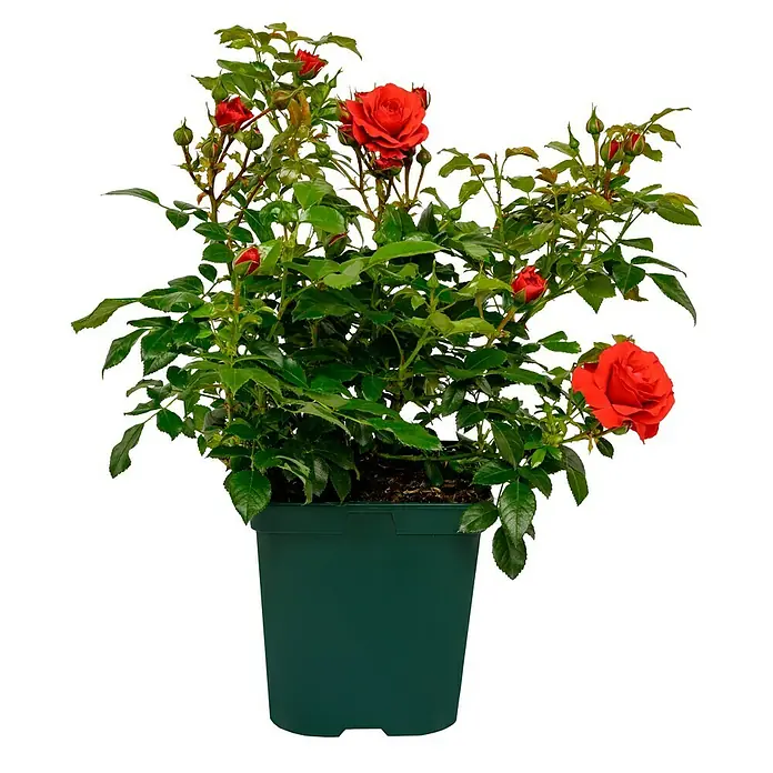 Beetrose - Rosa 'Bad Birnbach' ® ADR, Lachsrosa - Die roten Rosen im Topf sind eine hübsche Dekoration für den Garten oder die Terrasse. Die Rosen sind von sattgrünen Blättern umgeben.