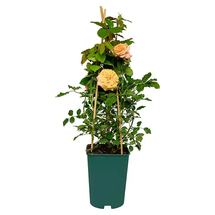Strauchrose - Rosa 'La Villa Cotta' -R-, Topfvolumen: 5,5 l, Orange - Eine Topfrose klettert an einem Spalier empor, ihre apricotfarbenen Blüten setzen schöne Akzente und bringen sommerliche Gefühle ins Haus.