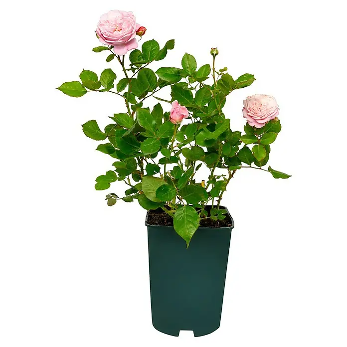 Beetrose - Rosa 'Rosengräfin Marie Henriette' ® ADR, Rosa - Eine bezaubernde Topfrose mit zarten rosa Blüten und frischen grünen Blättern, die eine elegante und natürliche Dekoration bietet.