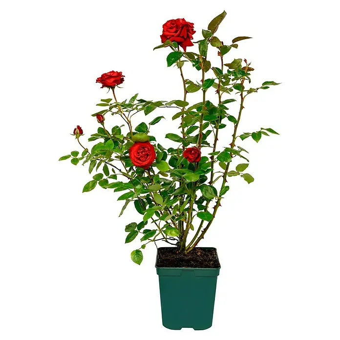 Edelrose - Rosa 'Ingrid Bergman' ®, Dunkelrot - Die prächtige, rote Beetrose im Topf ist ein echter Hingucker. Die Rose mit den grünen Blättern ist ein schöner Blickfang für jeden Garten.