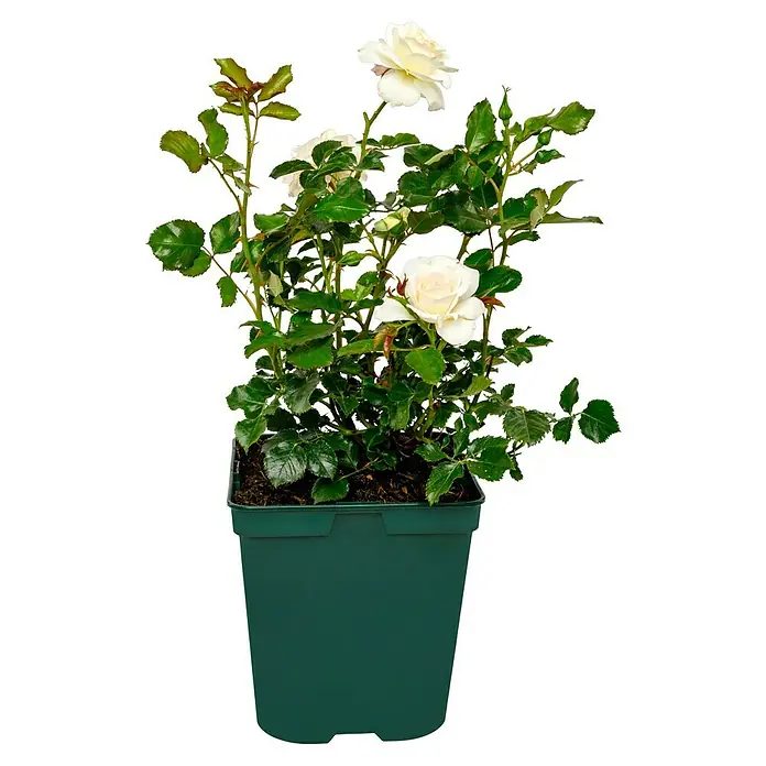 Beetrose - Rosa 'Petticoat' ® ADR, Cremeweiß/Aprikot - Attraktives Rosenbild: Eine bezaubernde weiße Rose im Topf, die mit ihrer eleganten Erscheinung jeden Raum bereichert.