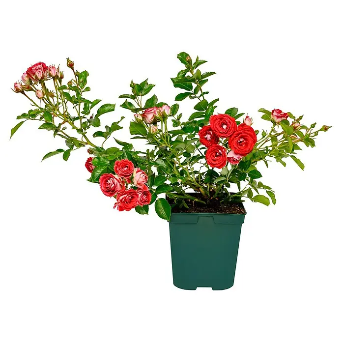 Beetrose - Rosa 'Schöne Koblenzerin' ®, Rot/Cremeweiß - Eine Topfpflanze mit roten und weiß-rosa Rosenblüten, die eine elegante und natürliche Dekoration für jeden Raum darstellt.
