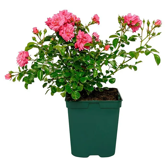 Bodendeckerrose - Rosa 'Palmengarten Frankfurt' -R-, Topfvolumen: 4,5 l, Kräftig Rosa - Hübsche Zwergrose mit üppigen, rosafarbenen Blüten in einem grünen Topf, ideal für Garten und Balkon.