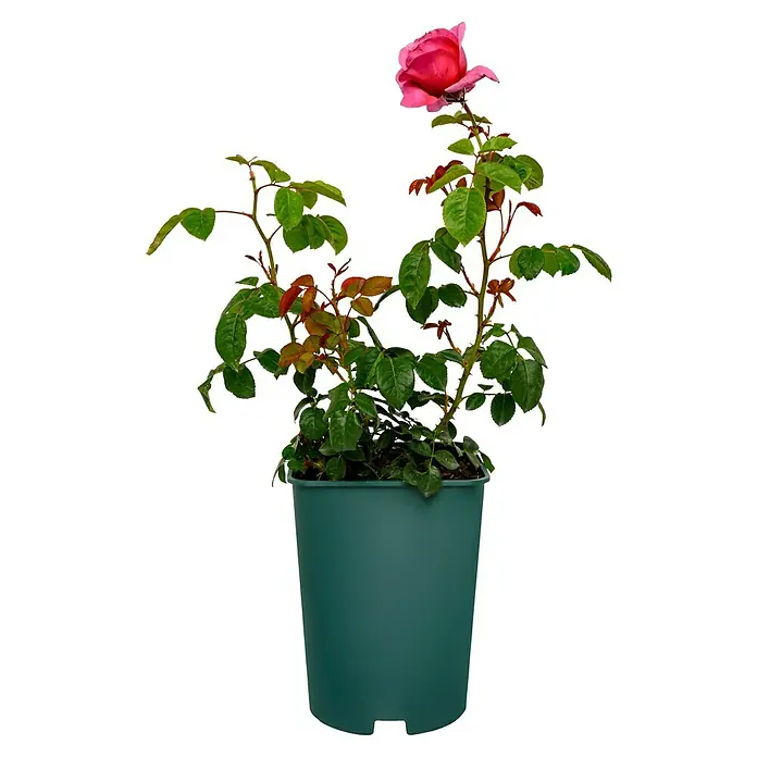 Edelrose - Rosa 'Elbflorenz' ADR, Dunkelrosa - Eine Topfrose in voller Blüte, mit leuchtend pinkfarbener Blüte und grünen Blättern, die in einem grünen Topf steht.