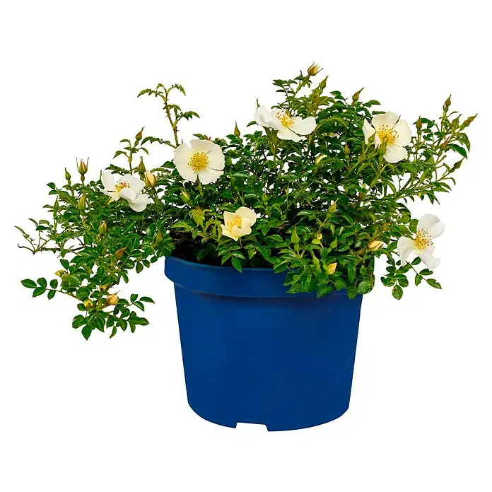 Minirose - Rosa 'Sonnenröschen' - Eine Topfrose in voller Blüte mit weißen Blütenblättern und gelben Staubgefäßen in einem blauen Topf.