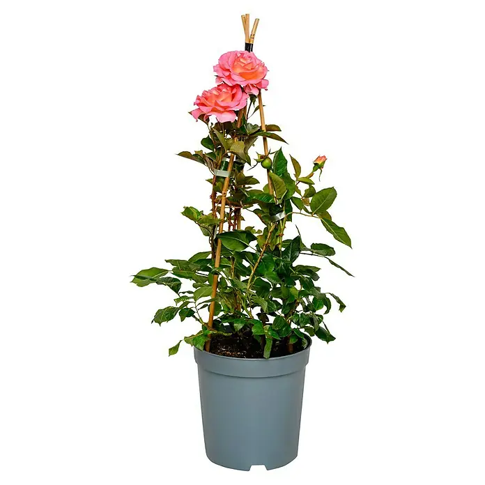 Edelrose - Rosa 'Pink Paradise' ® ADR, Pink/Orange/Gelb - Topfrose mit rosa Blüten, unterstützt von einem Bambusgestell, ideal für Balkon oder Terrasse. Die Rose ist ein echter Hingucker.