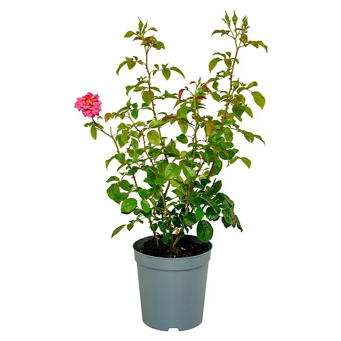 Strauchrose - Rosa 'Saint Exupéry' -R-, Topfvolumen: 6,5 l, Rosa - Eine Topfrose in voller Blüte, mit üppigen grünen Blättern, die die leuchtend rosa Blüte hervorheben, ideal für Balkon oder Terrasse.