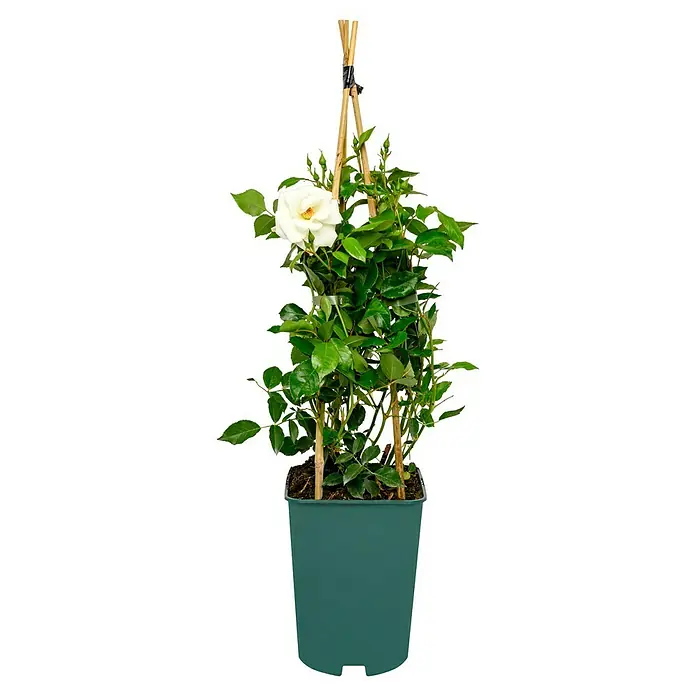 Strauchrose - Rosa 'Schneewittchen' -R-, Topfvolumen: 5,5 l, Weiß - Eine Kletterrose mit einer einzelnen weißen Blüte und einem Bambusgestell in einem grünen Topf, ideal für jeden Garten.