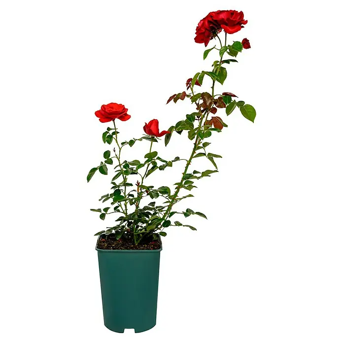 Strauchrose - Rosa 'Grandhotel' -R-, Topfvolumen: 5,5 l, Blutrot - Topfrose mit leuchtend roten Blüten und grünen Blättern, ideal für den Innenbereich.