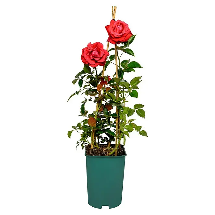 Kletterrose - Rosa 'Red Flame' -R-, Blutrot - Zwei rote Rosen blühen üppig an einer Kletterrose im Topf, die an Bambusstäben emporwächst. Die Rose ist ein Blickfang für jeden Garten.