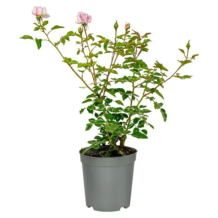 Strauchrose - Rosa 'Synactif by Shiseido' -R-, Topfvolumen: 5,5 l, Mauve - Eine Topfrose mit zarten rosa Blüten, die eine elegante und natürliche Schönheit in jeden Raum bringt.