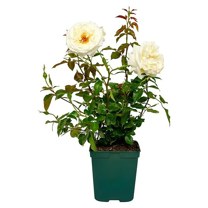 Edelrose - Rosa 'Roy Black' ®, Reinweiß - Eine Topfrose mit cremefarbenen Blüten und dunkelgrünen Blättern vor schwarzem Hintergrund. Die Rose steht in einem grünen Topf mit Erde.