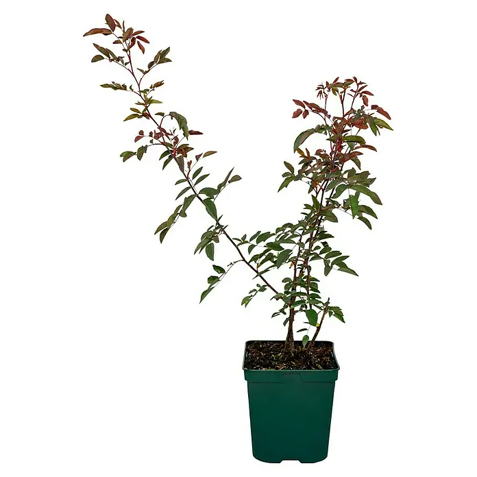 Strauchrose - Rosa glauca, Topfvolumen: 4,5 l, Hellrot - Nahaufnahme einer Topfpflanze mit grünen Blättern und roten Stielen vor schwarzem Hintergrund.