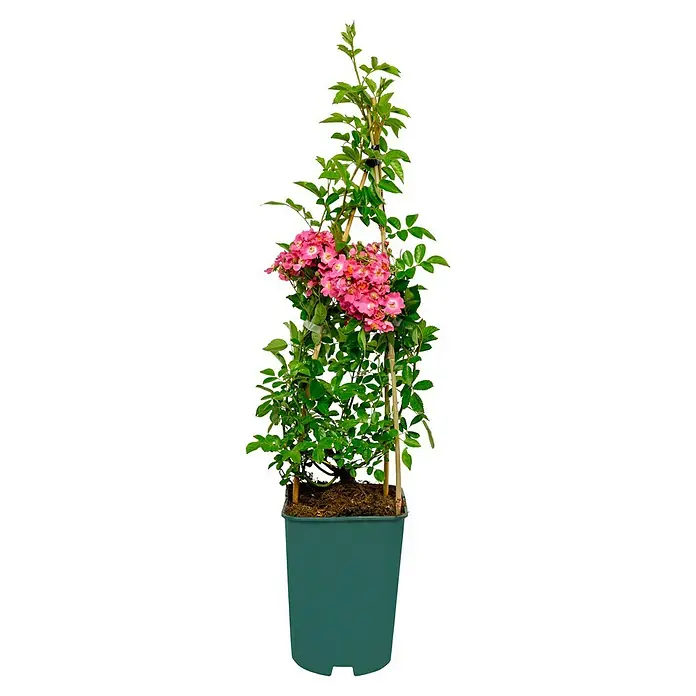 Kletterrose - Rosa 'Maria Lisa', Karminrosaweiß - Eine Kletterrose mit üppigen pinkfarbenen Blüten, die an einem Spalier in einem grünen Topf wächst. Die Rose ist ein echter Hingucker.
