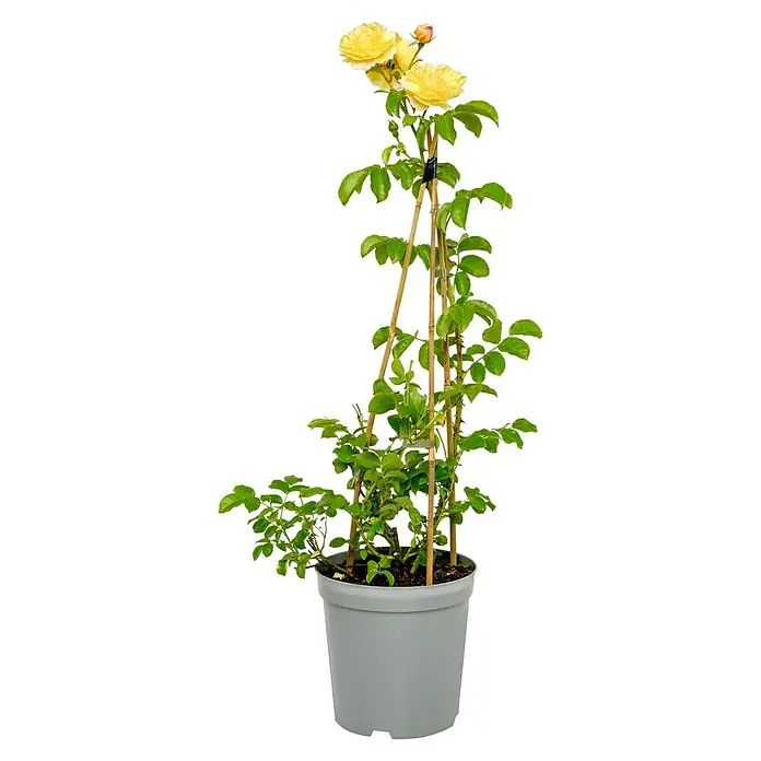 Strauchrose - Rosa 'Chateau de Cheverny' ADR, Topfvolumen: 6,5 l, Gelb - Diese Topfrose 'Goldelse' ist eine schöne Pflanze mit leuchtend gelben Blüten und frischem Grün, gestützt von einem Bambusgerüst.