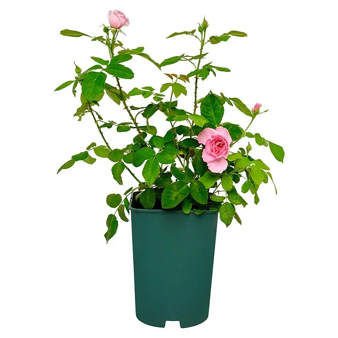Strauchrose - Rosa 'Gertrude Jekyll' -R-, Topfvolumen: 5,5 l, Kräftig Rosa - Rosa 'Gentle Hermione' in einem grünen Topf, eine charmante Ergänzung für jeden Garten oder Balkon mit ihren zarten rosa Blüten.