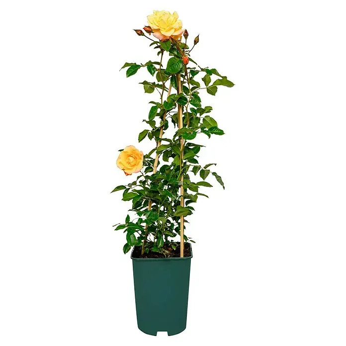 Kletterrose - Rosa 'Moonlight' -R-, Zitronengelb - Aufrecht stehende Topfrose mit gelben Blüten, die an einem Holzspalier emporwächst und mit sattgrünen Blättern einen lebendigen Kontrast bietet.