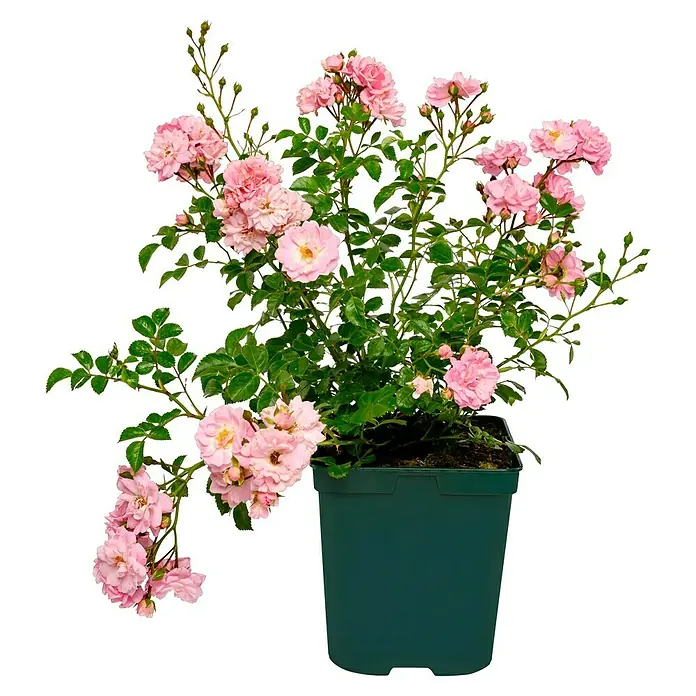 Bodendeckerrose - Rosa 'Satina' -R- ADR, Topfvolumen: 4,5 l, Zartrosa - Eine Topfrose in zartem Rosa, die mit ihren Blüten und grünen Blättern eine natürliche Schönheit ausstrahlt. Ideal für Balkon oder Garten.