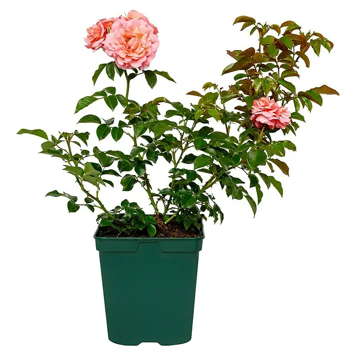 Beetrose - Rosa 'Marie Curie' ®, Lachs/Apricot - Topfrose mit zarten, pfirsichfarbenen Blüten und grünen Blättern in einem grünen Topf. Ideal für Garten oder Balkon.