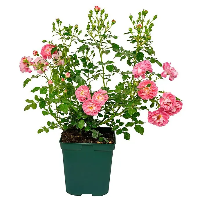 Beetrose - Rosa 'Black Forest Rose' ®, Rot - Üppige Rose im Topf mit zarten rosa Blüten, die eine warme und einladende Atmosphäre schaffen. Die perfekte Pflanze für den Innen- und Außenbereich.