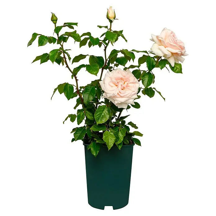 Edelrose - Rosa 'Schloss Ippenburg' ADR, Lachsrosa - Topfrose mit zartrosa Blüten und üppigem Grün, ideal für Garten und Balkon. Die Rose bringt natürliche Schönheit in jeden Außenbereich.