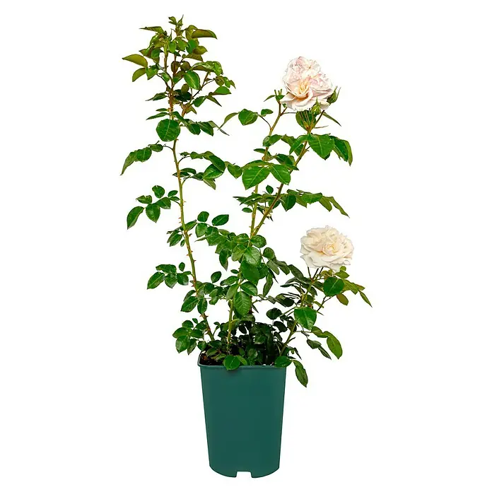 Strauchrose - Rosa 'Herkules' -R-, Topfvolumen: 5,5 l, Lavendel-Weiß - Topfrose mit zarten weißen Blüten und üppigem grünen Laub. Die Rose ist in einem grünen Topf gepflanzt und zeigt ihre natürliche Schönheit.