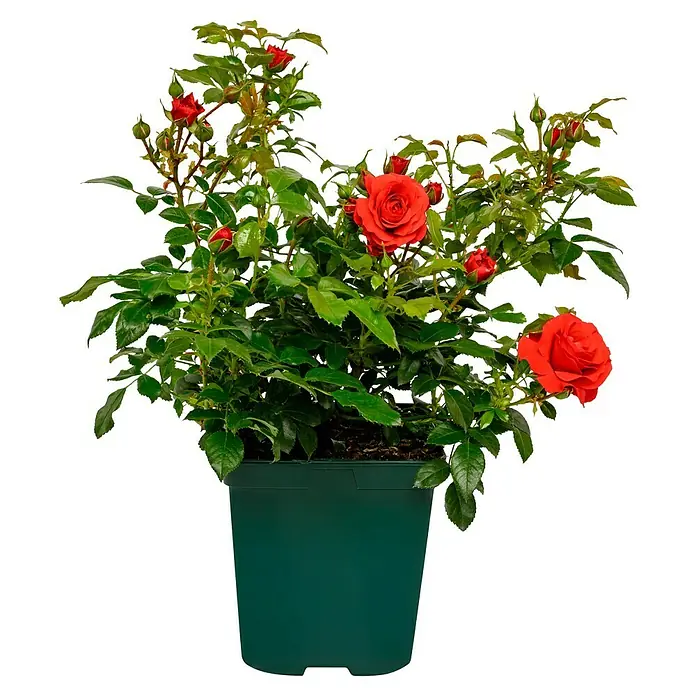 Beetrose - Rosa 'Cherry Girl' ® ADR, Rot - Ein grüner Topf mit einer üppigen roten Rosenpflanze, die strahlend und farbenfroh auf einem dunklen Hintergrund steht.