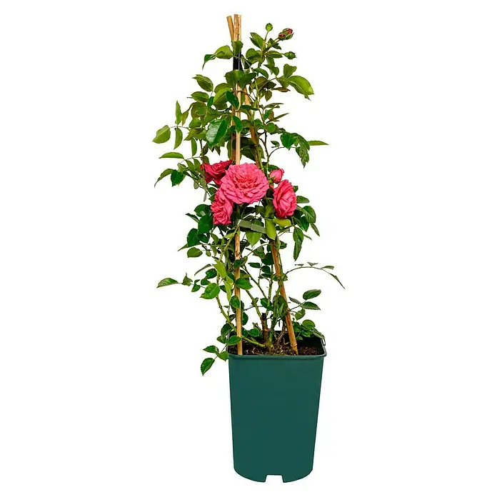 Kletterrose - Rosa 'Laguna' -R- ADR, Pink - Eine aufrecht stehende Topfpflanze mit leuchtend rosa Rosenblüten, unterstützt von Bambusstäben, die in einem grünen Topf gehalten wird.