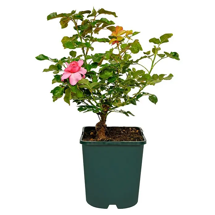 Strauchrose - Rosa 'Renée van Wegberg' -TM-, Topfvolumen: 4,5 l, Rosa - Eine Rosenpflanze in einem Topf mit einer einzelnen rosa Blüte und grünen Blättern, die auf einem schwarzen Hintergrund steht.