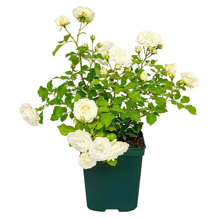 Minirose - Rosa 'Schneeküsschen 2016' ® - Eine Topfpflanze mit üppigen, weißen Rosenblüten und grünen Blättern. Ideal für den Garten oder als Zimmerpflanze.