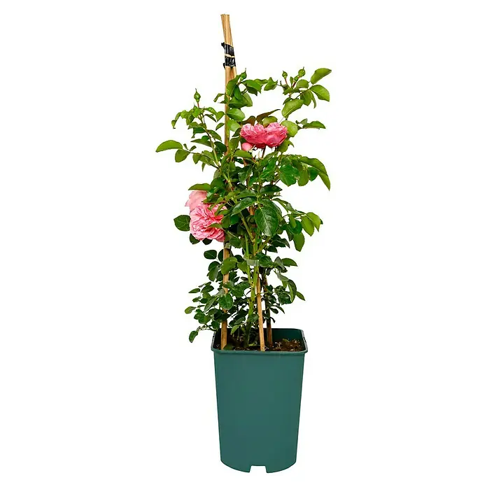 Beetrose - Rosa 'Leonardo da Vinci' ®, Dunkelrosa - Eine Rose mit rosa Blüten in einem grünen Topf, an einem Bambusstab befestigt. Perfekt für Garten oder Balkon.
