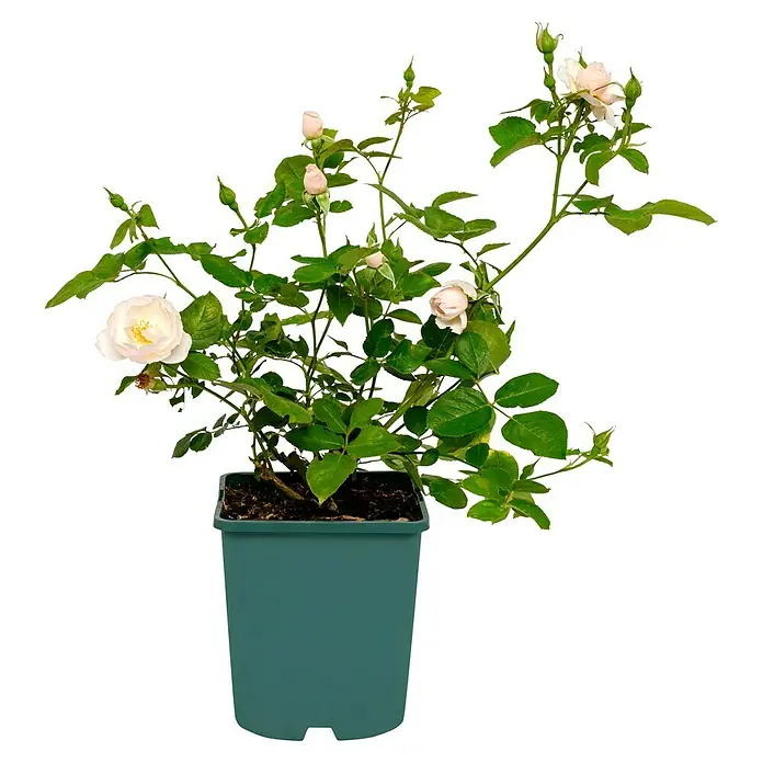 Strauchrose - Rosa 'Pear' -TM-, Topfvolumen: 4,5 l, Creme - Nahaufnahme einer blassrosa Rose im Topf, die sich perfekt für den Garten oder als Zimmerpflanze eignet.