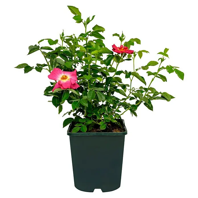 Bodendeckerrose - Rosa 'Weg der Sinne' -R- ADR, Topfvolumen: 4,5 l, Lila - Eine rosa Rose in einem dunklen Pflanzgefäß, das leuchtende Rosa der Blüte sticht hervor. Die Pflanze hat viele grüne Blätter.