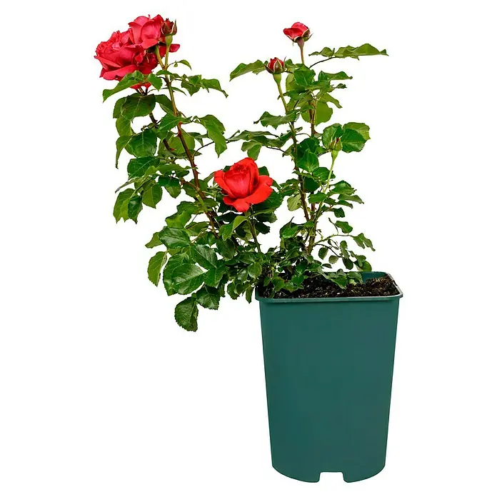 Strauchrose - Rosa 'Elbjuwel' -R-, Topfvolumen: 5,5 l, Rot - Eine rote Rose in einem grünen Topf. Die Pflanze hat grüne Blätter und rote Blüten, die elegant und natürlich aussehen.