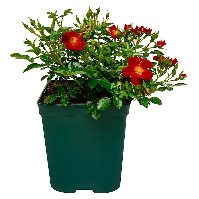 Bodendeckerrose - Rosa 'Bienenweide rot' -R-, Topfvolumen: 4,5 l, Leuchtend Rot - Rote Rosen in einem grünen Topf, die eine lebendige und natürliche Dekoration für jeden Raum darstellen.