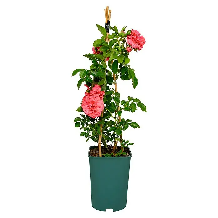 Kletterrose - Rosa 'Rosarium Uetersen' -R-, Kräftig Rosa - Eine Topfrose mit mehreren geöffneten, lachsfarbenen Blüten, die an einem Bambusstab befestigt sind. Die Rose hat grüne Blätter und ist in einem grünen Topf gepflanzt.