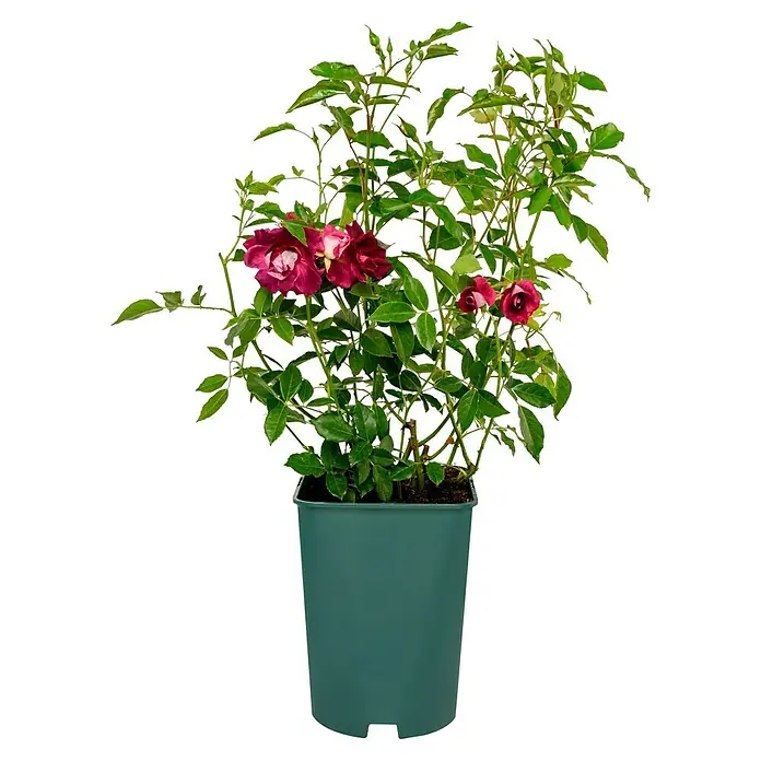 Beetrose - Rosa 'Burgundy Ice' ®, Mauve - Die dunkelviolette Rose in einem grünen Topf ist eine elegante Ergänzung für jeden Garten. Ihre Blüten verströmen einen angenehmen Duft.