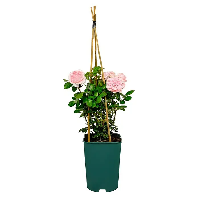 Strauchrose - Rosa 'Cinderella' -R-, Topfvolumen: 5,5 l, Zartrosa - Eine Topfrose mit hellrosa Blüten und einem Bambusgestell, ideal für Balkon oder Terrasse. Die Rose ist eine schöne Ergänzung für jeden Außenbereich.