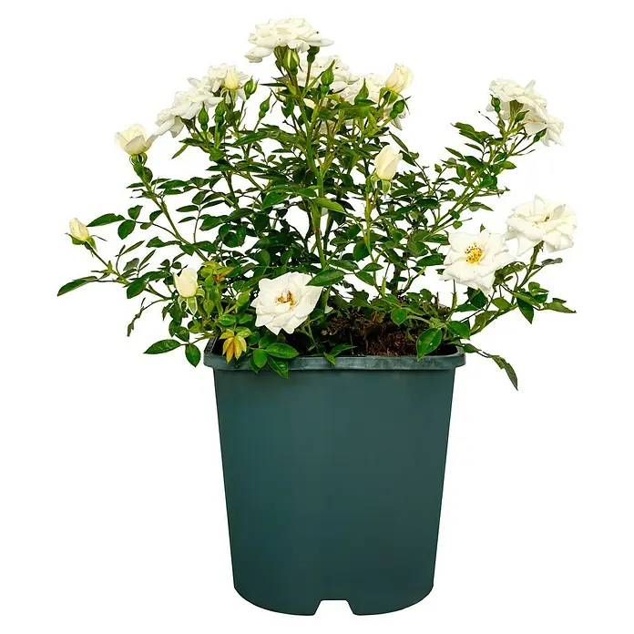 Bodendeckerrose - Rosa 'Kent' -R-, Topfvolumen: 4,5 l, Reinweiß - Ein grüner Topf mit einer üppigen weißen Rosenpflanze mit grünen Blättern, die eine elegante und natürliche Schönheit ausstrahlt.