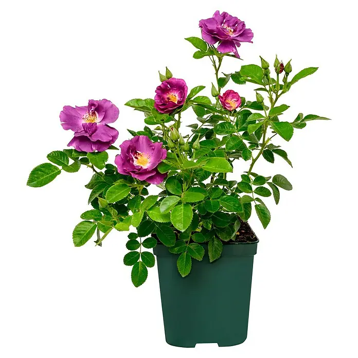 Beetrose - Rosa 'Rhapsody in Blue' ®, Purpurviolett - Blühende Rose in einem Topf. Die Rosenblüten sind in einem violetten Farbton mit einem gelben Zentrum gehalten. Die Pflanze hat grüne Blätter.