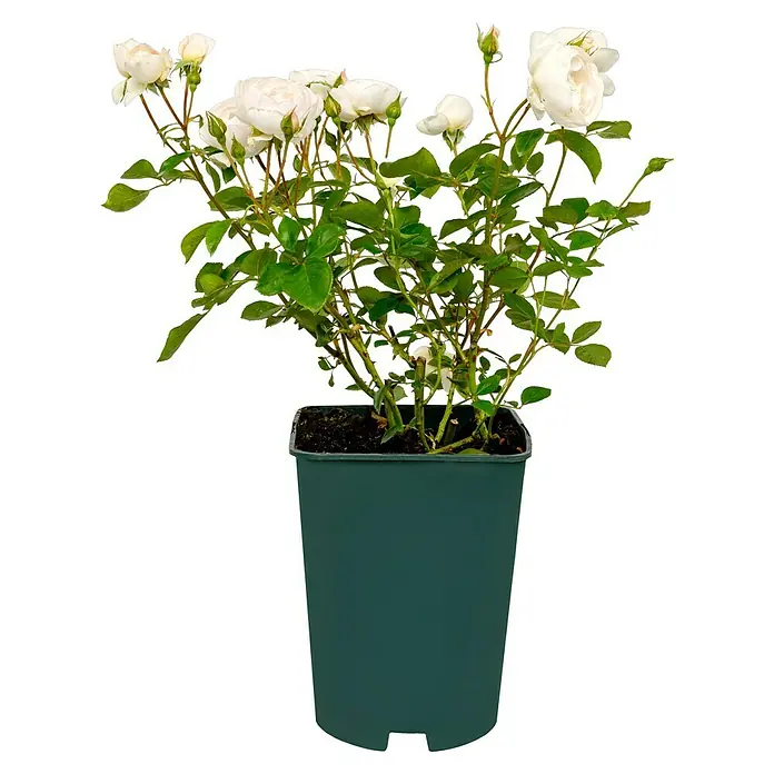 Strauchrose - Rosa 'Desdemona' -R-, Topfvolumen: 5,5 l, Cremeweiß - Bezaubernde weiße Rosenpflanze in einem grünen Topf. Ideal für Garten und Balkon, bringt Frische und Eleganz in jeden Außenbereich.